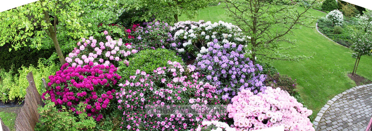 Rhododendron 03a Beet Panorama.jpg